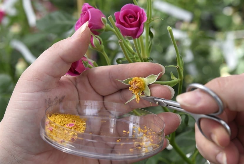 Cultivar rosas