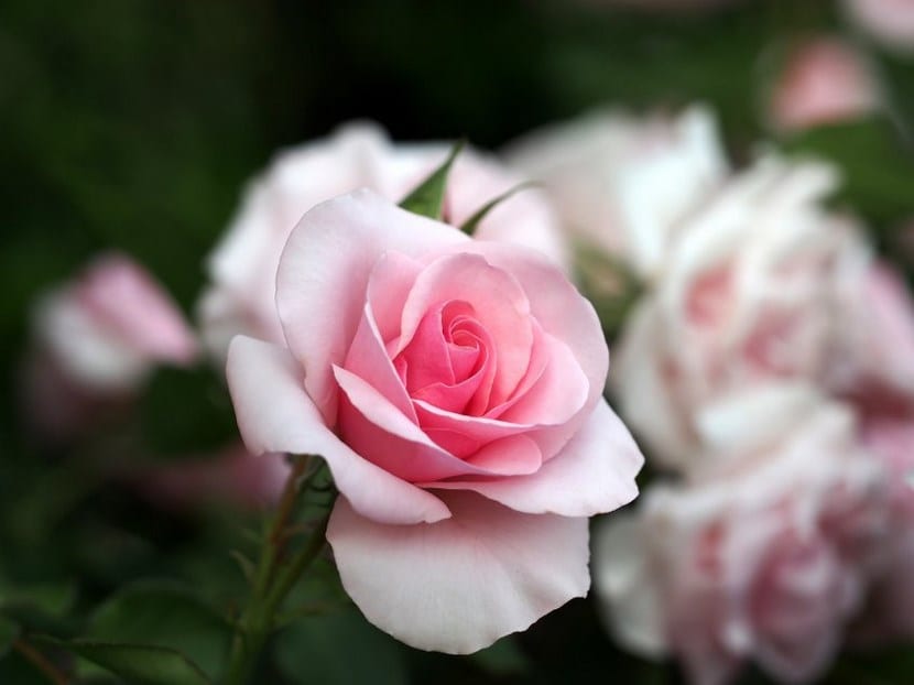 Rosa Only Lyon