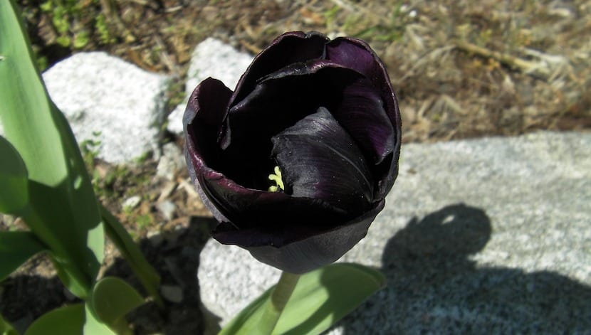 Tulipán negro