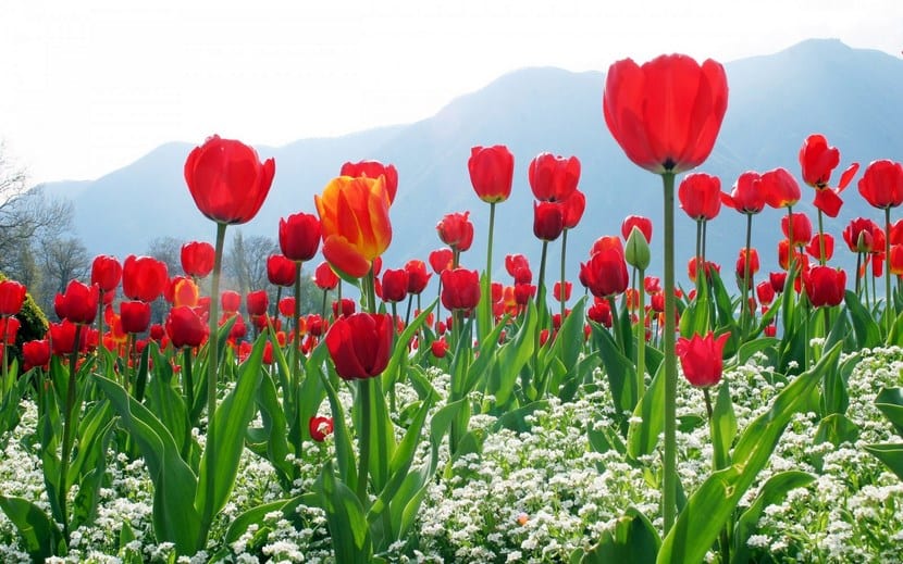 Tulipanes rojos