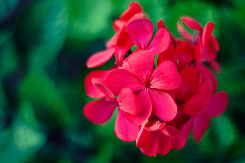 La flor de geranio es preciosa