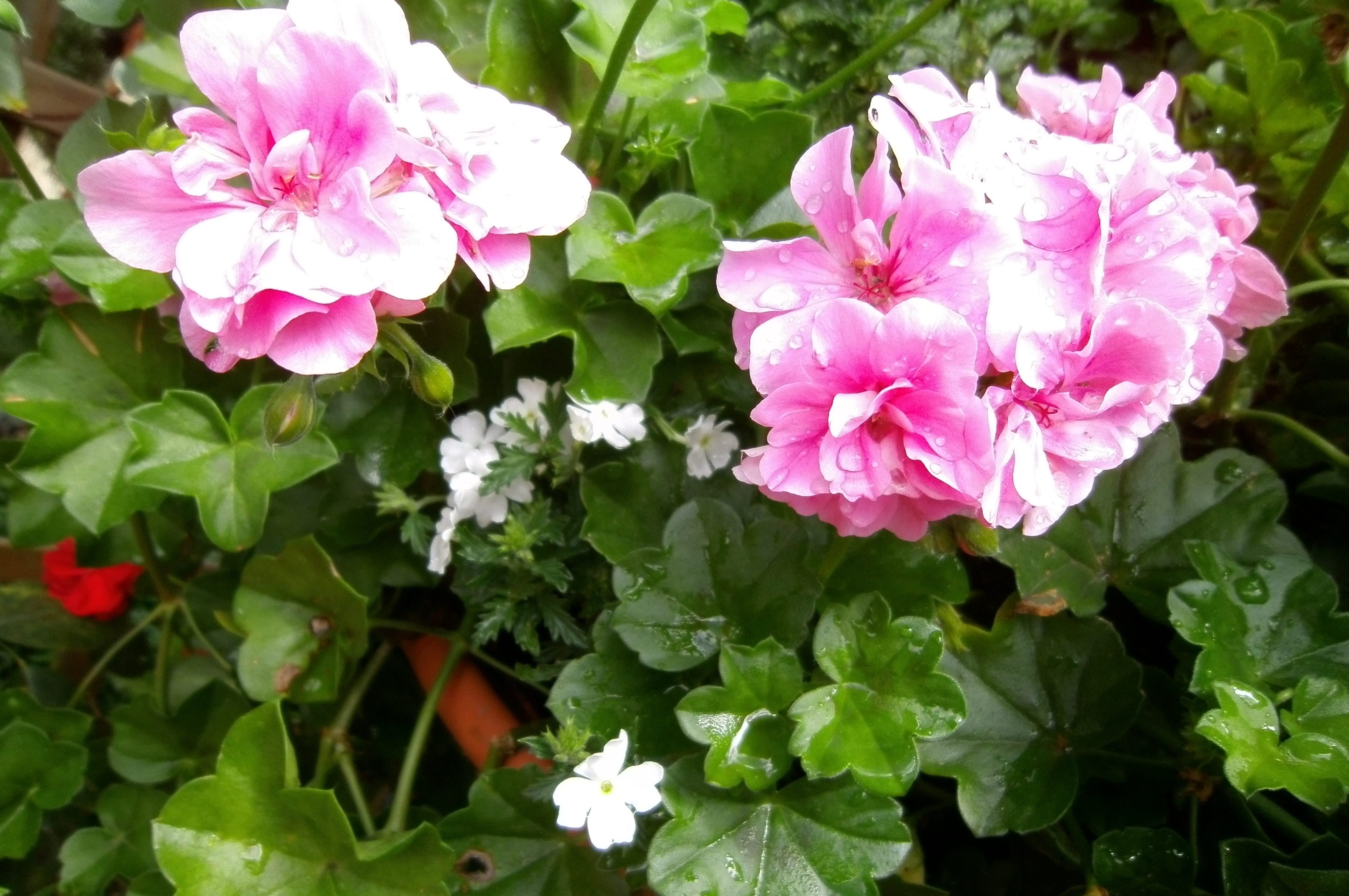 Los geranios son plantas ornamentales