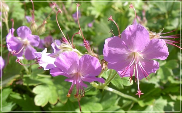Geranium x cantabrigiense