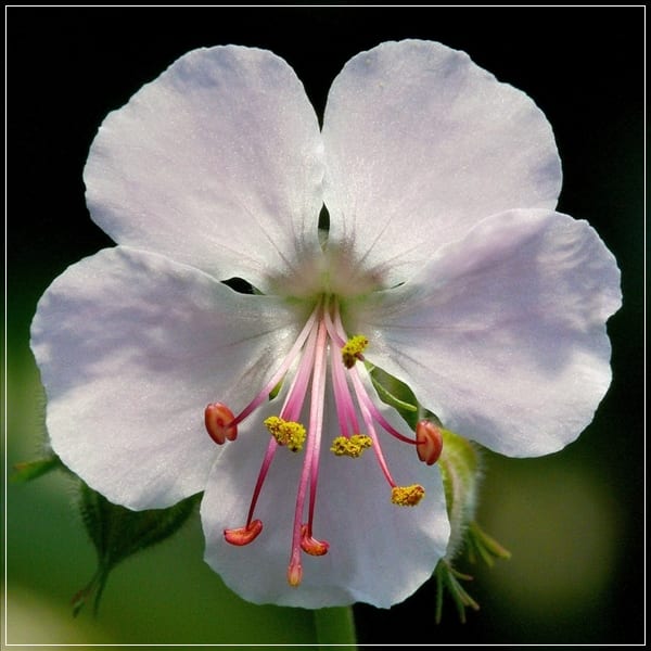 Geranium x cantabrigiense