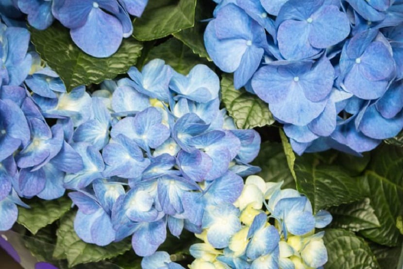 flores en el jardin