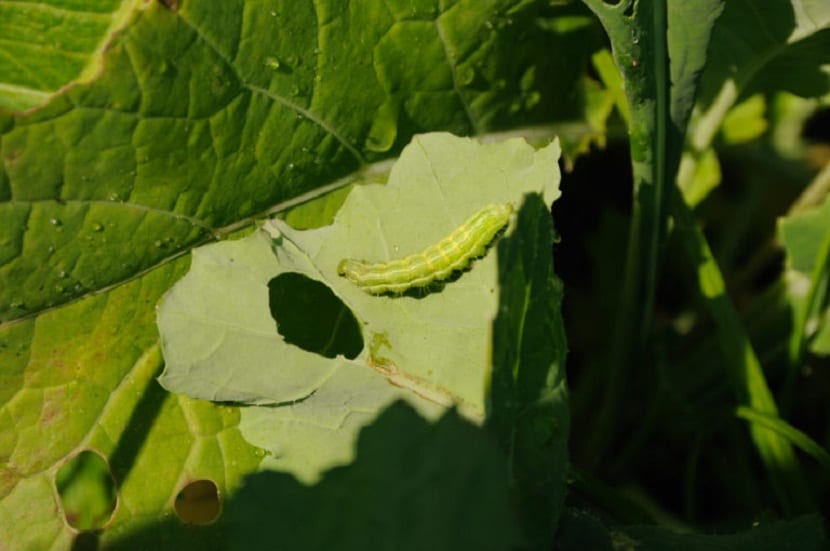 cuidado con los insectos en primavera