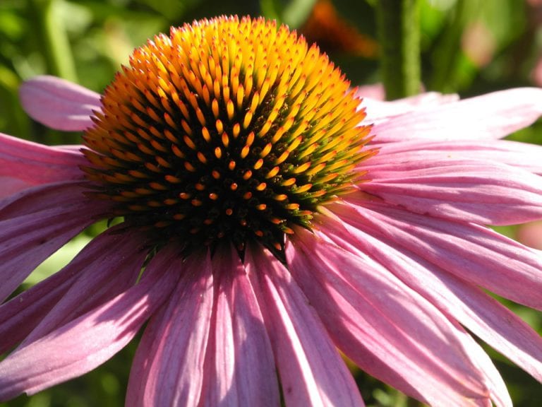 Flor de equinácea de color púrpura con el cono central prominente