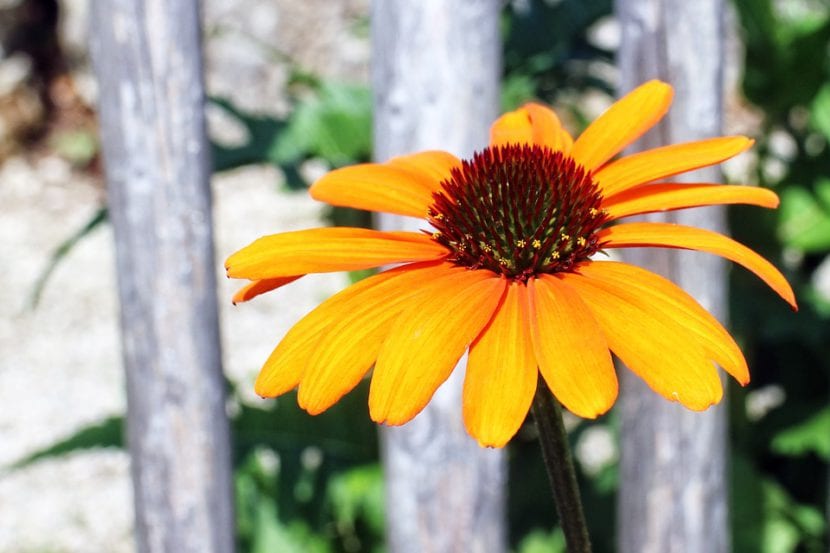 Echinacea amarilla