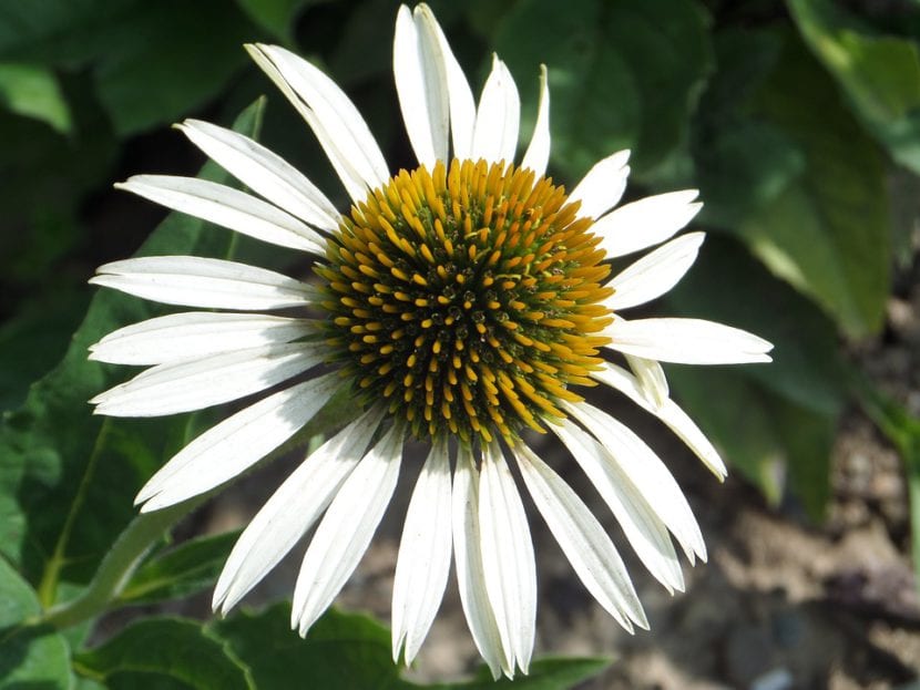 Echinacea blanca