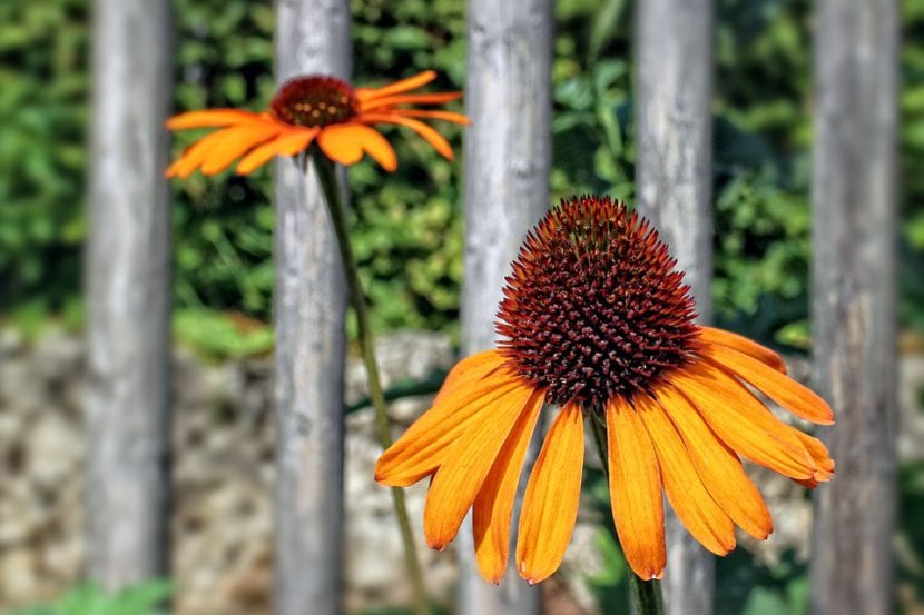 Echinacea flor amarilla