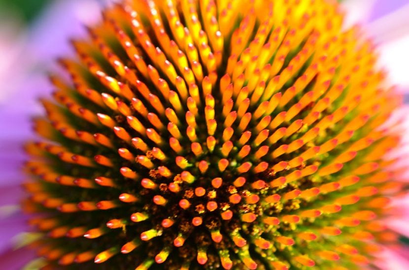 Flor de Echinacea