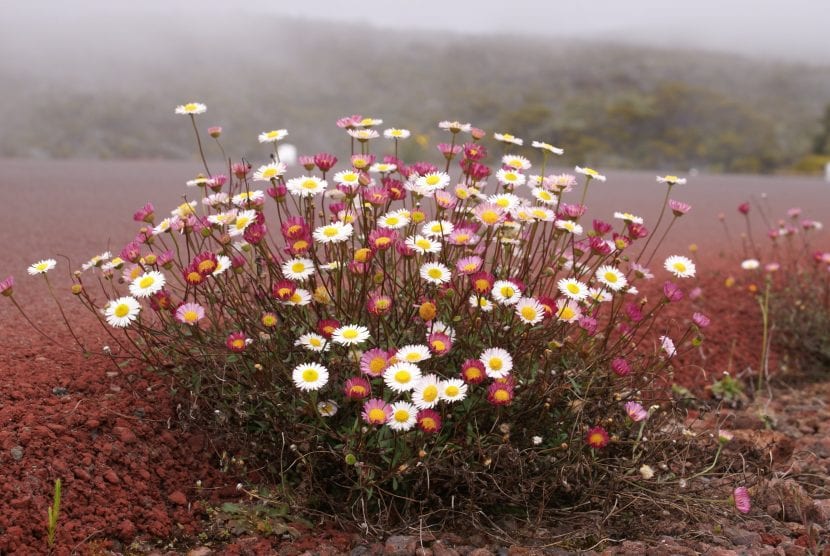 Erigeron karvinskianus