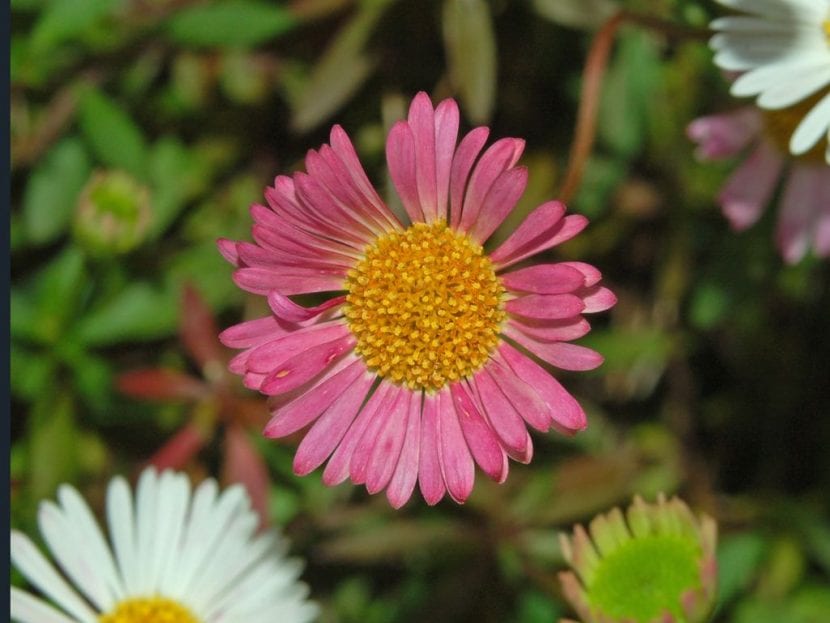 Flor de margarita cimarrona