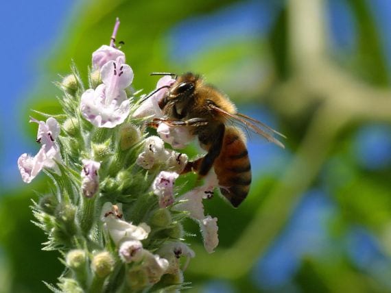 Abeja polinizando