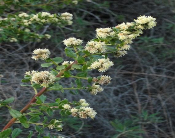 Baccharis pilularis