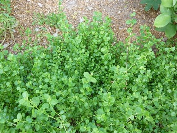 Baccharis pilularis