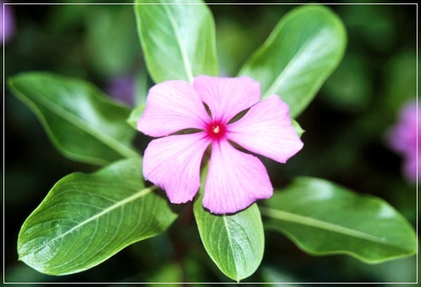 Catharanthus roseus