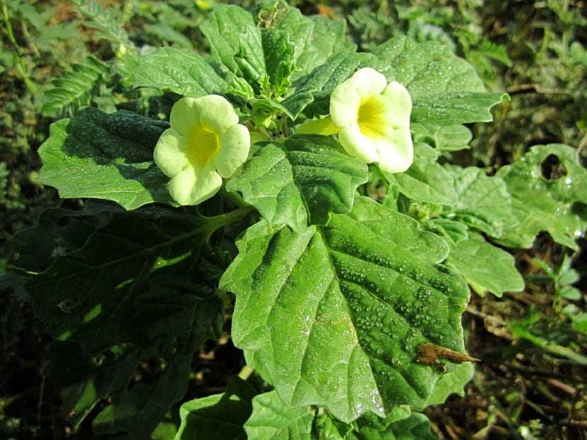 plantas afrodisiacas