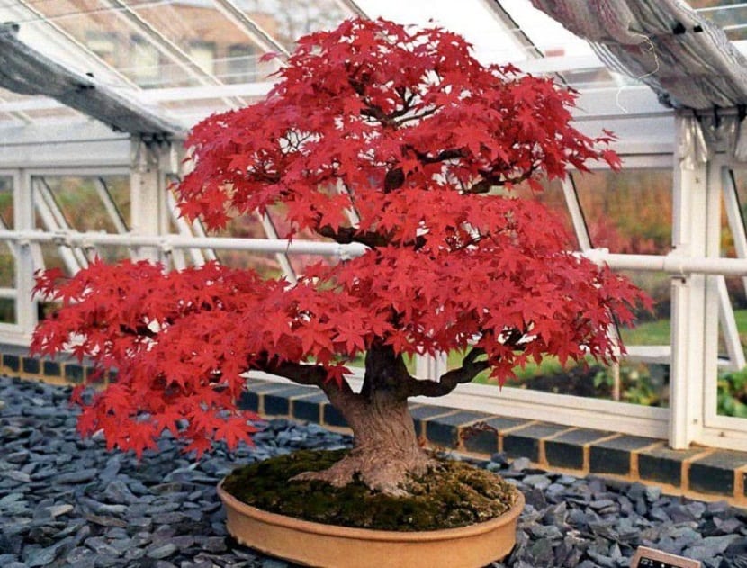 bonsai