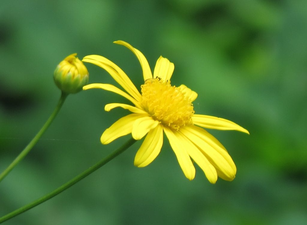 Vista de la flor del Euryops o margaritón