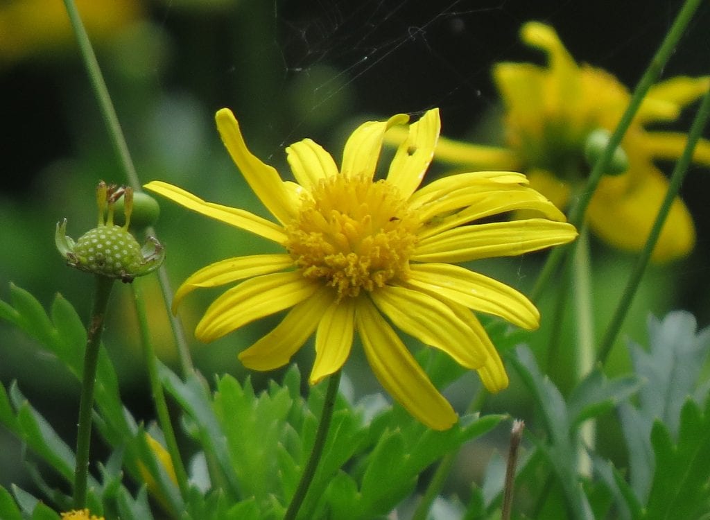Vista del Euryops en flor