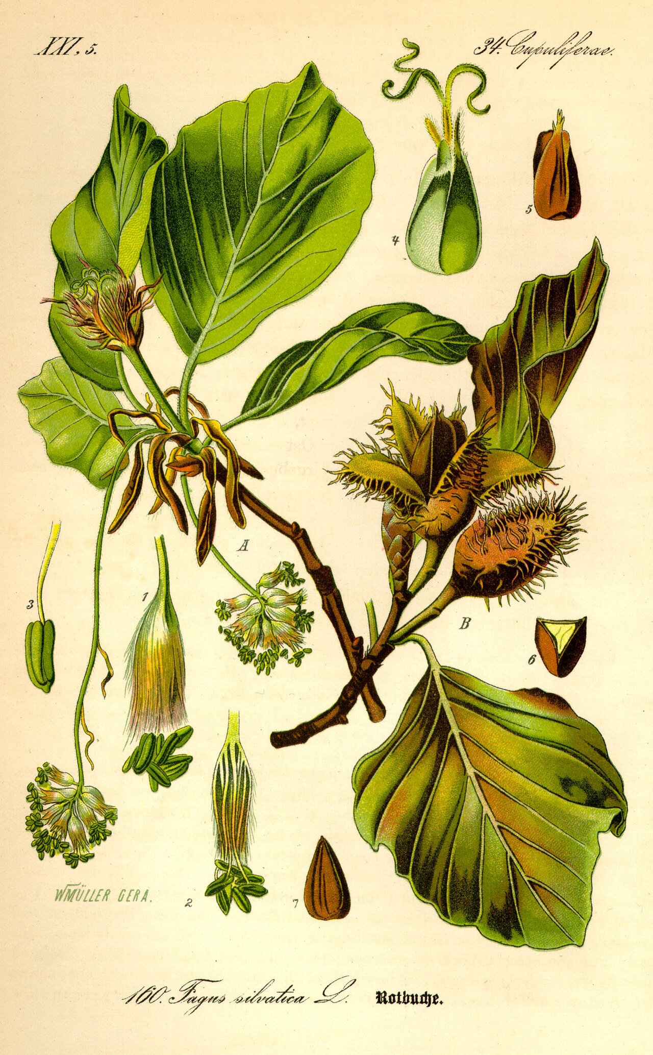Fagus sylvatica: Tipos, características, tamaño, colores, variedades