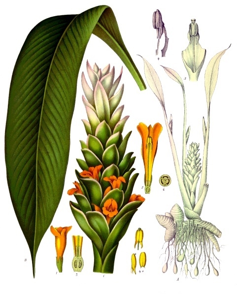 Flor de Cúrcuma: Significado, Cultivo y Cuidados