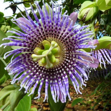 Corona de filamentos bandeada en tonos violeta y blanco de una pasiflora