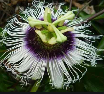 Flor de maracuyá con corona de filamentos blancos y morados rizados