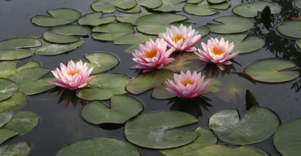 Grupo de nenúfares rosas con hojas flotantes en un estanque