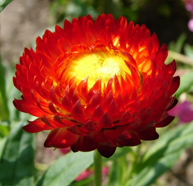 Helichrysum bracteatum, nombre de la flor de papel de color rojo