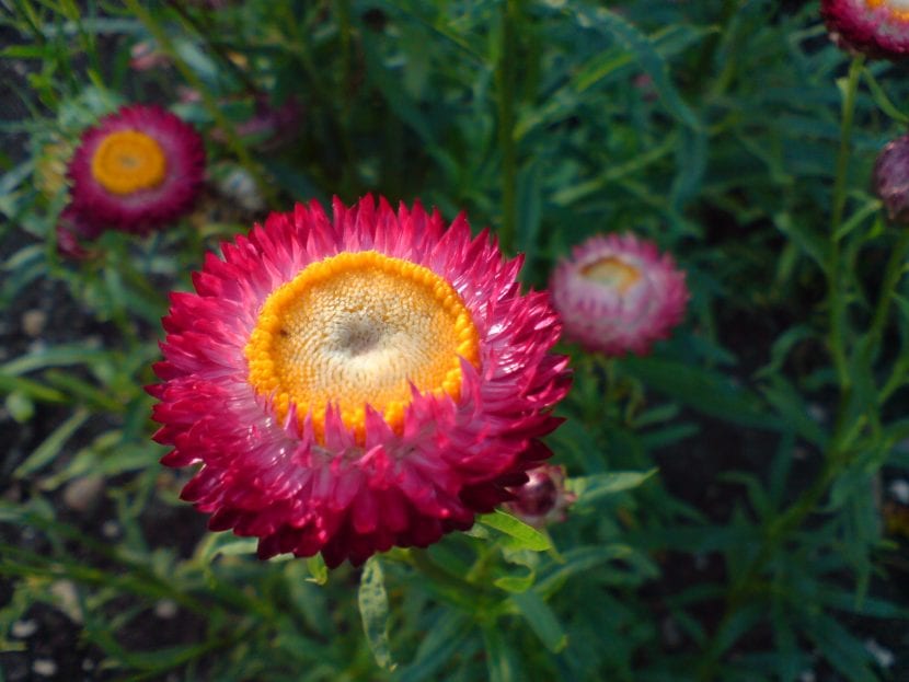 Helichrysum bracteatum, nombre de la Flor de papel