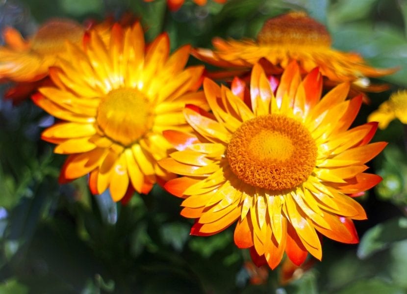 Flor de papel en el jardín