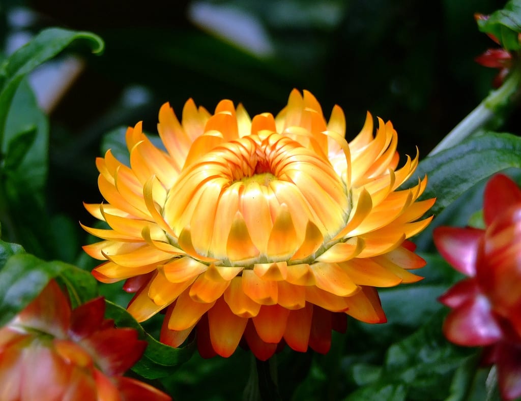 Flor de papel de color naranja vista de cerca