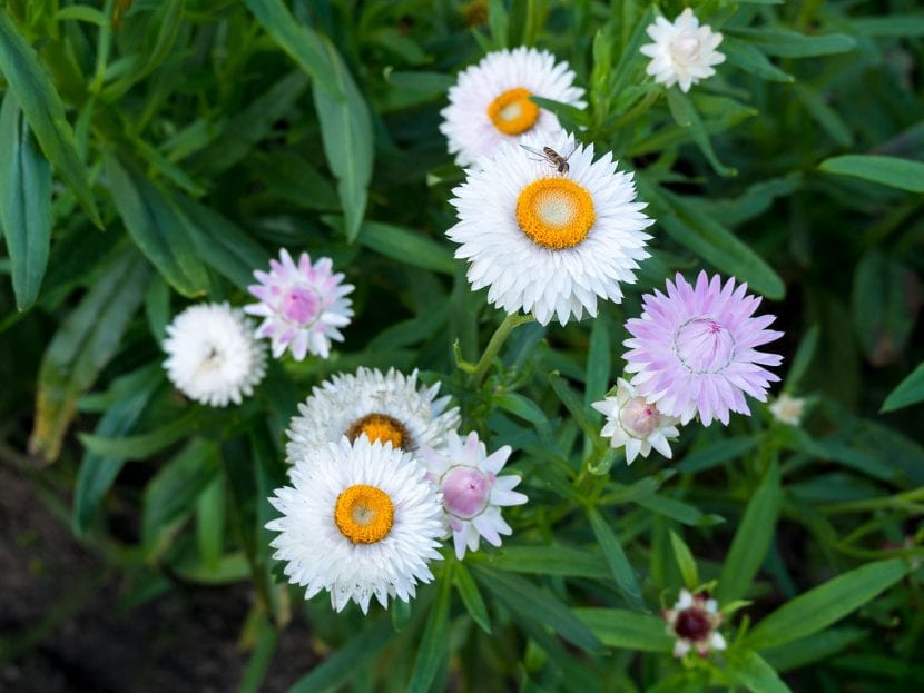 Flores de papel en el jardín
