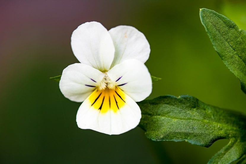 Flor blanca de Viola tricolor