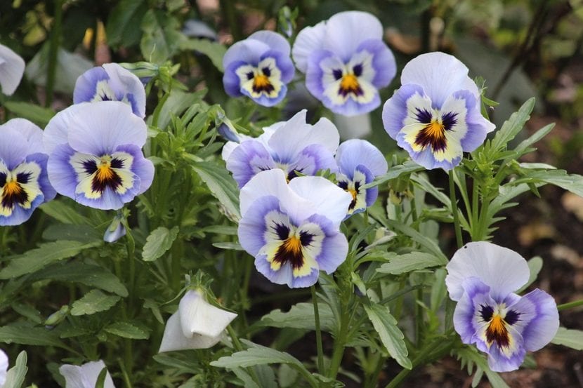 Viola tricolor
