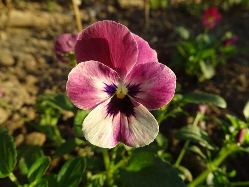 Flor de Viola tricolor