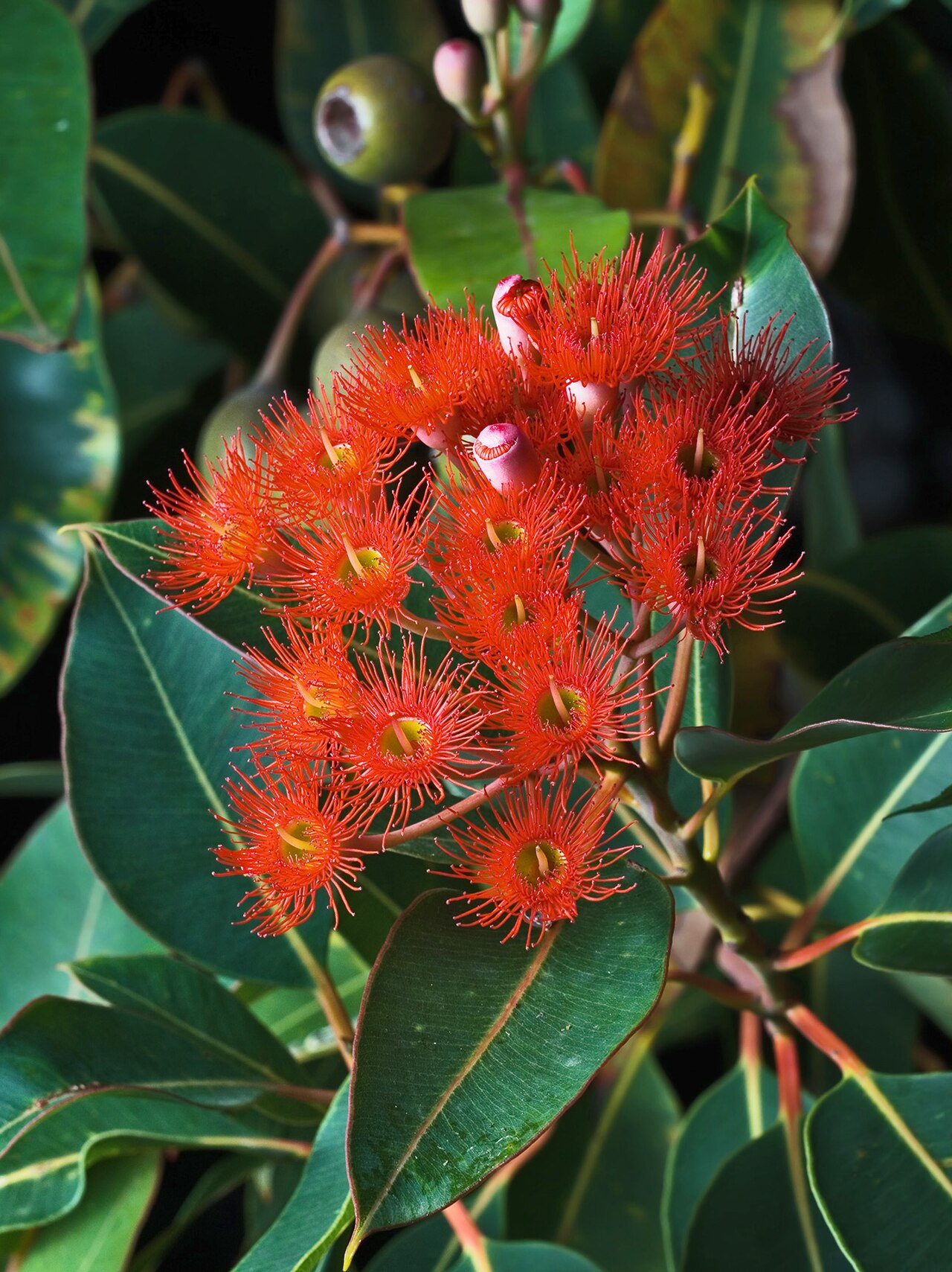 Flor Eucalipto: Tipos, significado, características