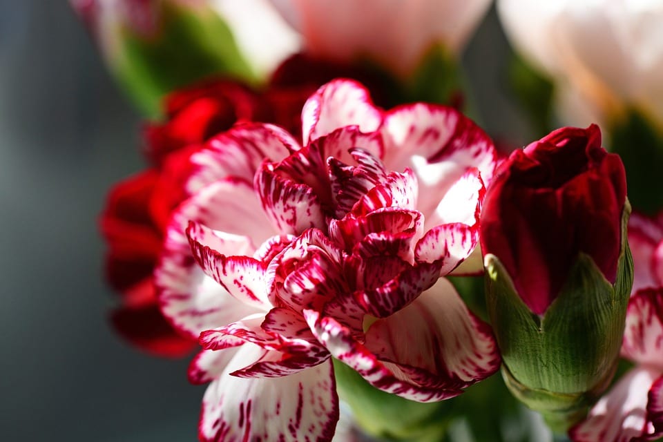Dianthus caryophyllus en flor