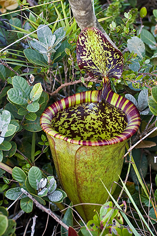 Flor Nepenthes: Tipos, significados, características