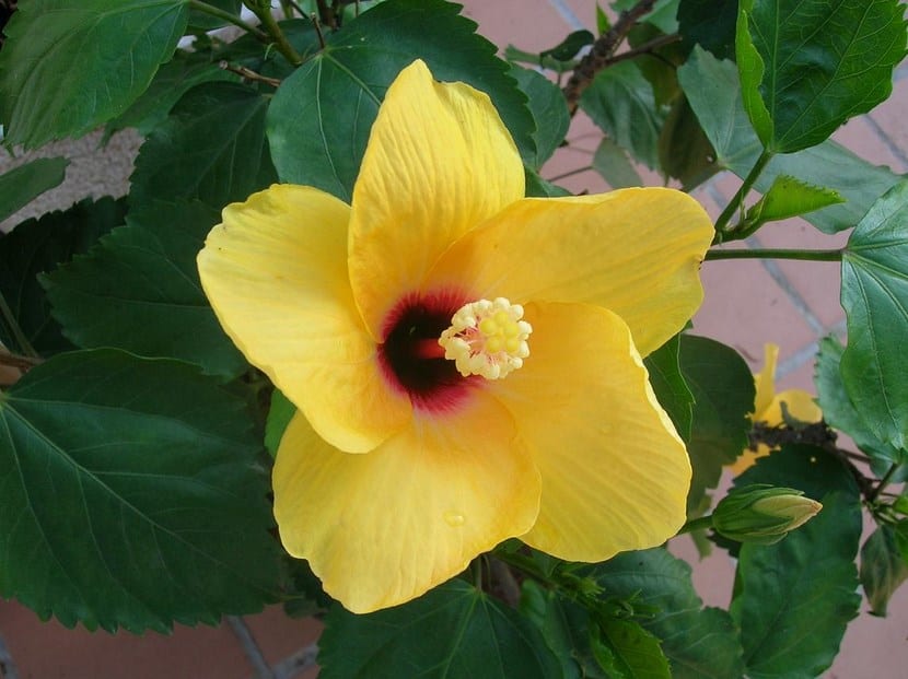 Flores amarillas