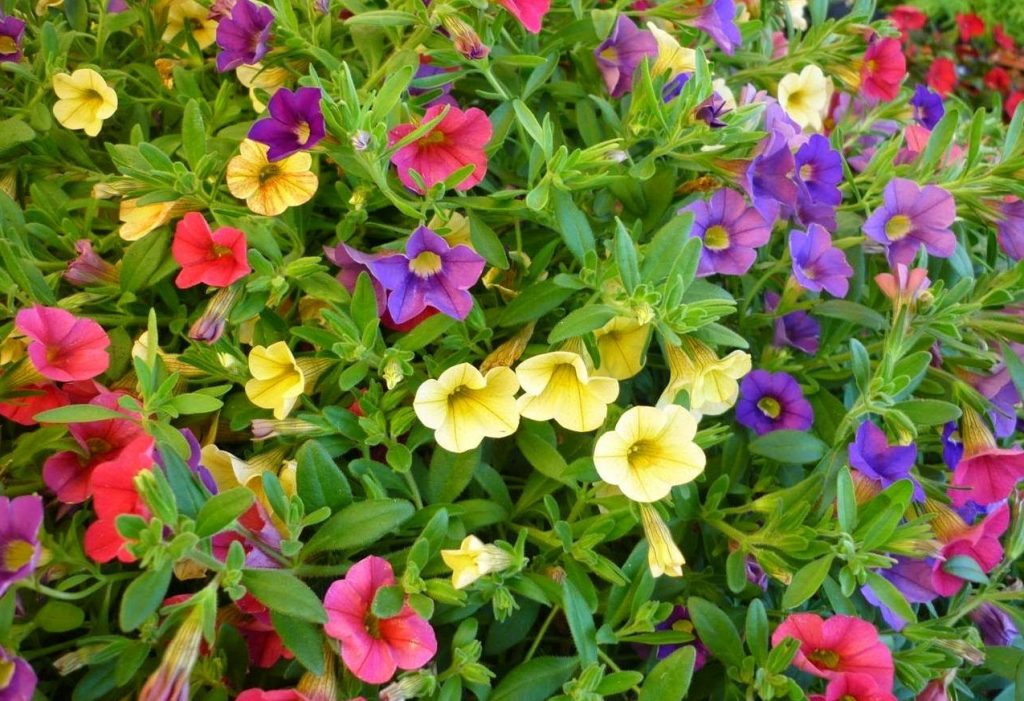 Calibrachoa hybrida cuidados