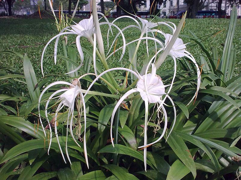 Hymenocallis littoralis cuidados