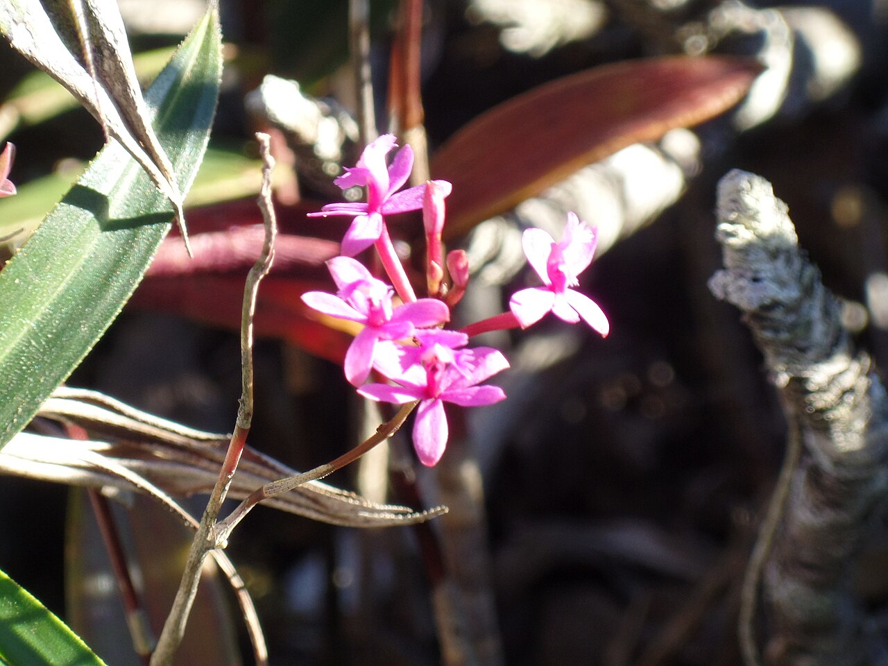 Orquídea Epidendrum que es