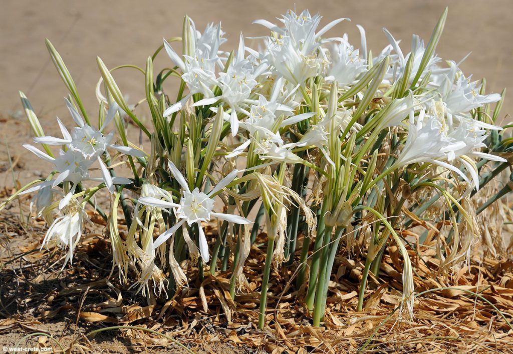 Pancratium maritimum cuidados