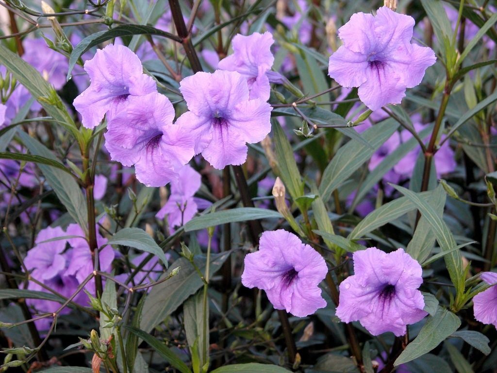 Petunia Mexicana que es