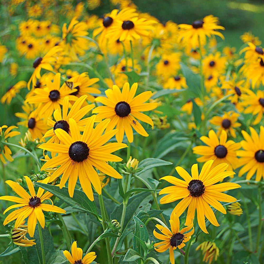 Rudbeckia