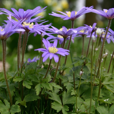 anemone blanda cuidados