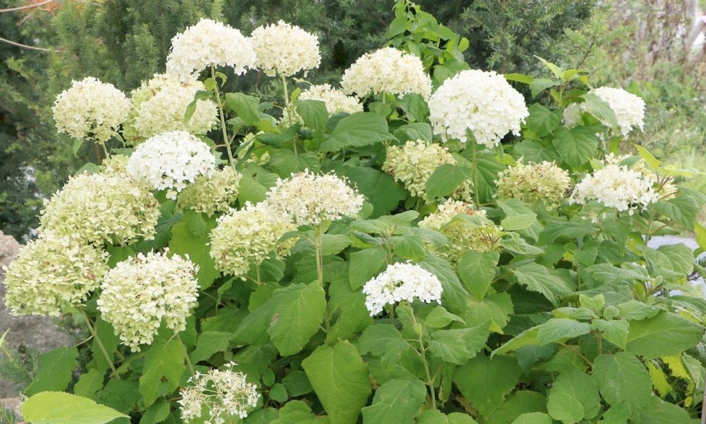 Hydrangea arborescens flores